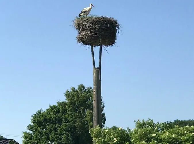 Zum Storchennest 公寓